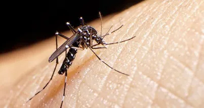 dengue 2