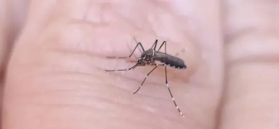 mosquito dengue 1