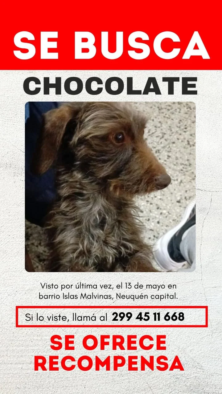buscan a chocolate