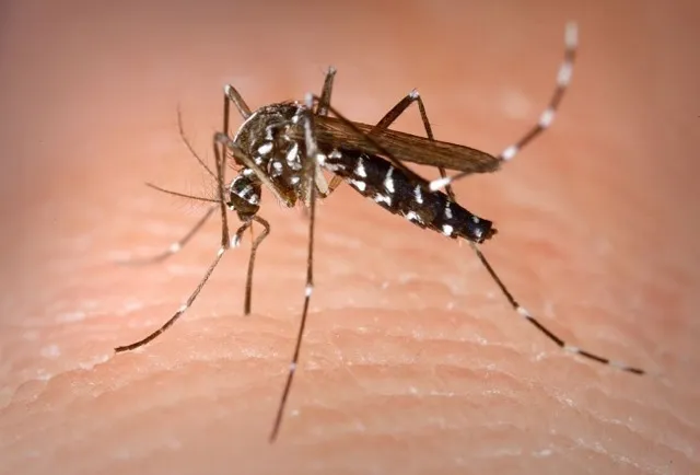dengue-2