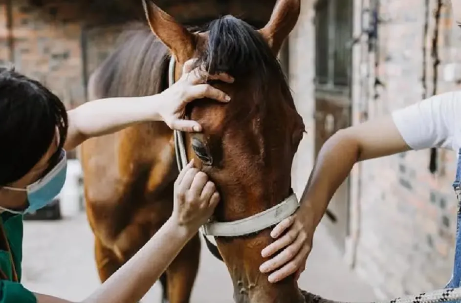 caballos equinos encefalitis
