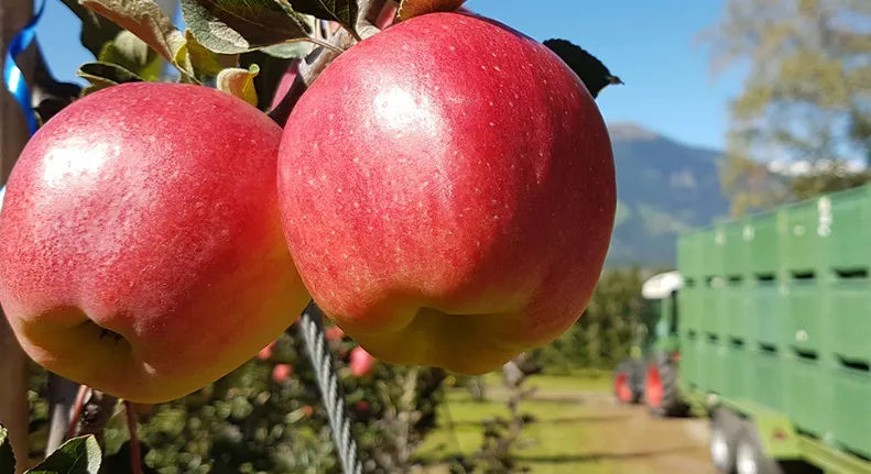 productoresmanzanas