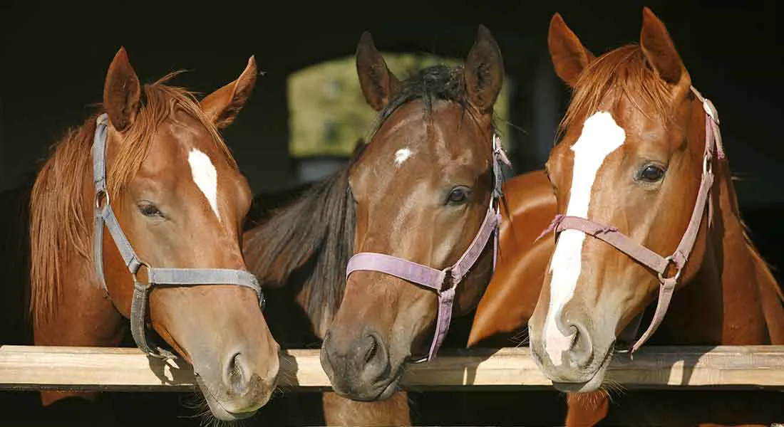 equinos caballos